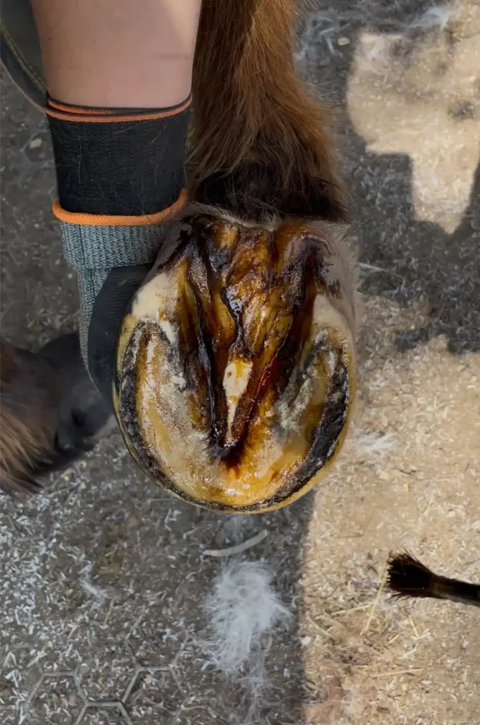 Soin des sabots - huile de cade